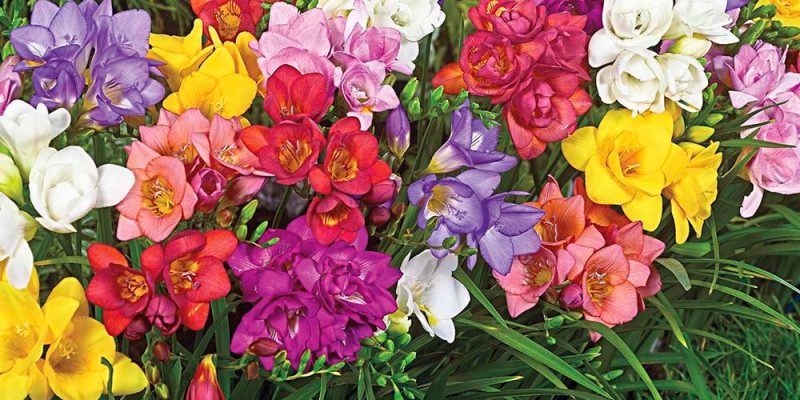 Top Picks: Live Plants Up To 50% Off + Another 15% Off Exclusive Offer!